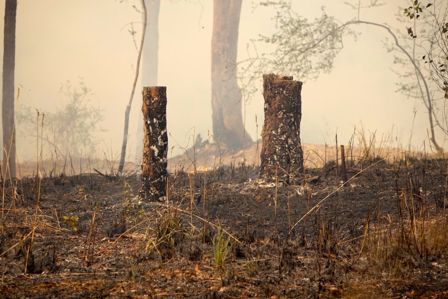 Burnt stumps and smoke after control burn, Warrandyte