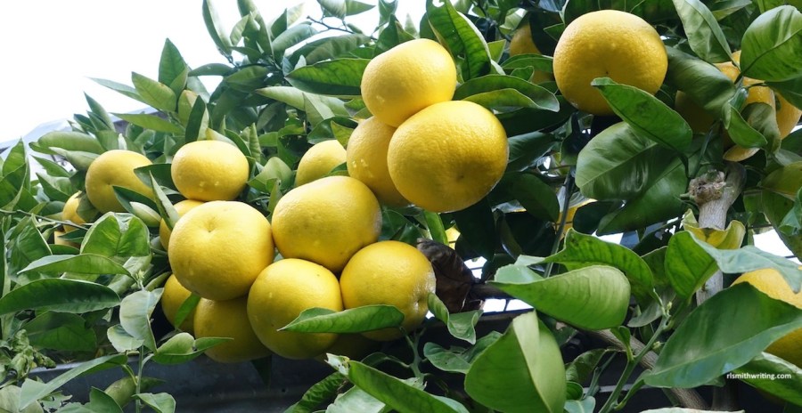 ripe grapefruit on espaliered tree