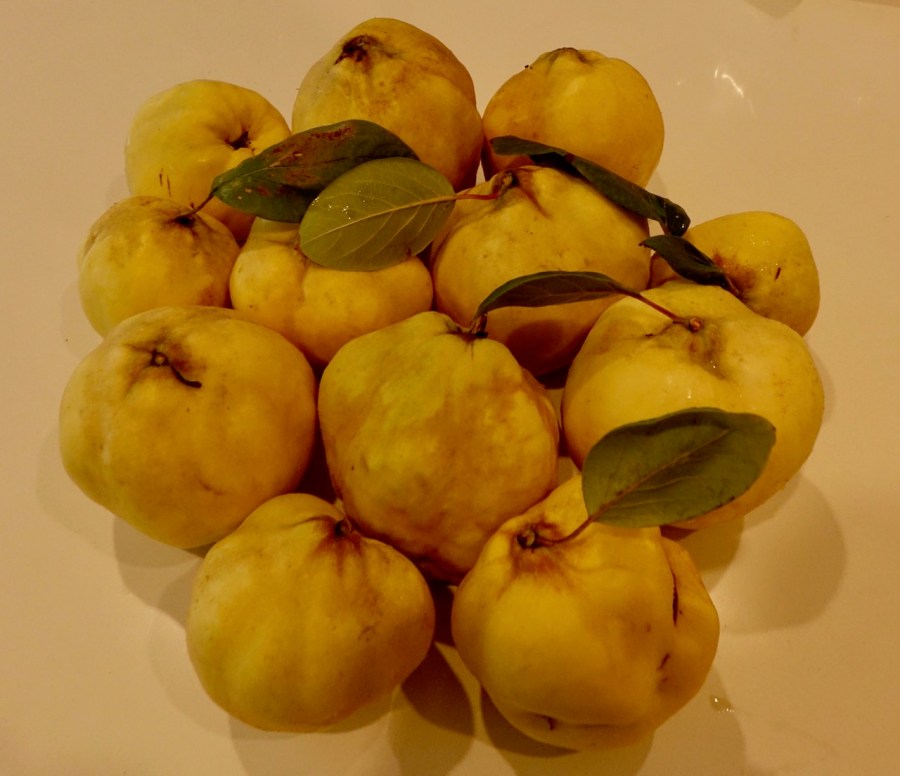 12 fresh picked quinces arranged in a circle