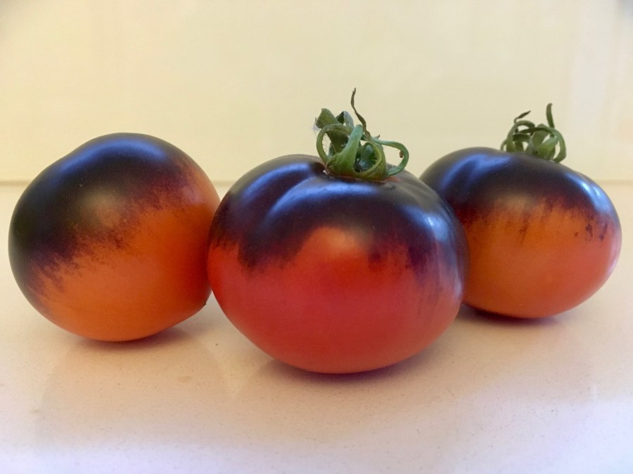 Three red and black heirloom tomatoes