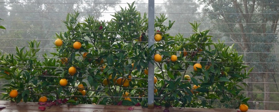 Espaliered oranges