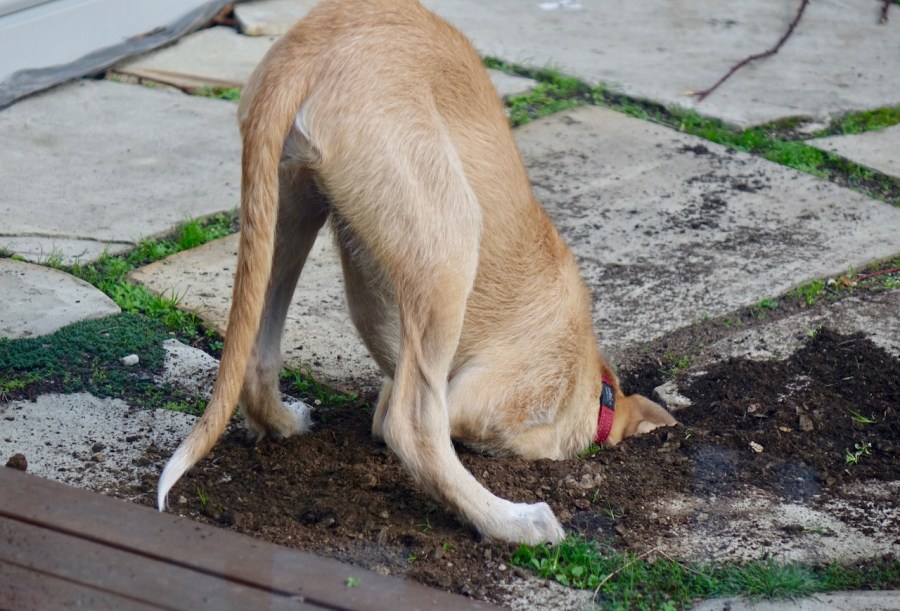 Puppy with dead stuck down a hole she dug in garden