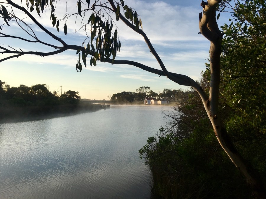 Misty morning, Coogoorah wetlands, Anglesea